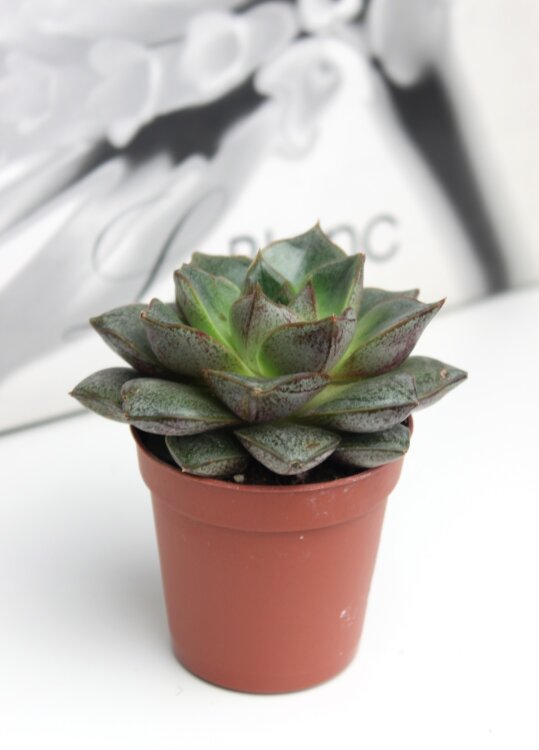 Эхеверия Пурпузорум ⌀5 