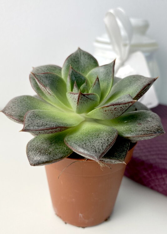 Эхеверия Пурпузорум ⌀5 