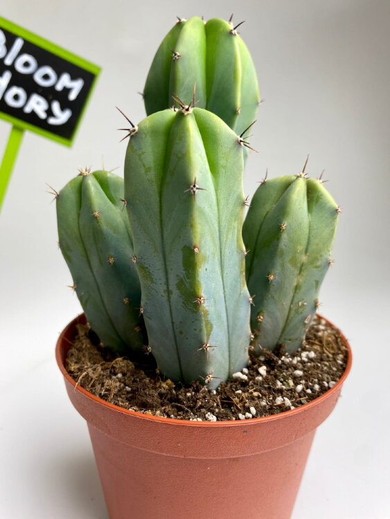 Миртиллокактус ⌀10 