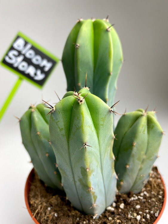 Миртиллокактус ⌀10 