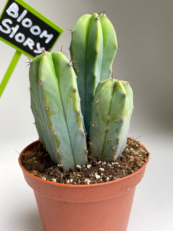 Миртиллокактус ⌀10 