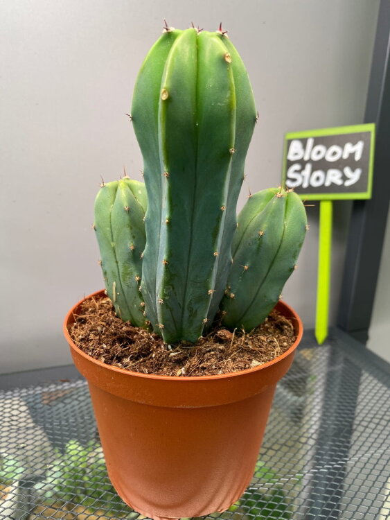 Миртиллокактус ⌀10 