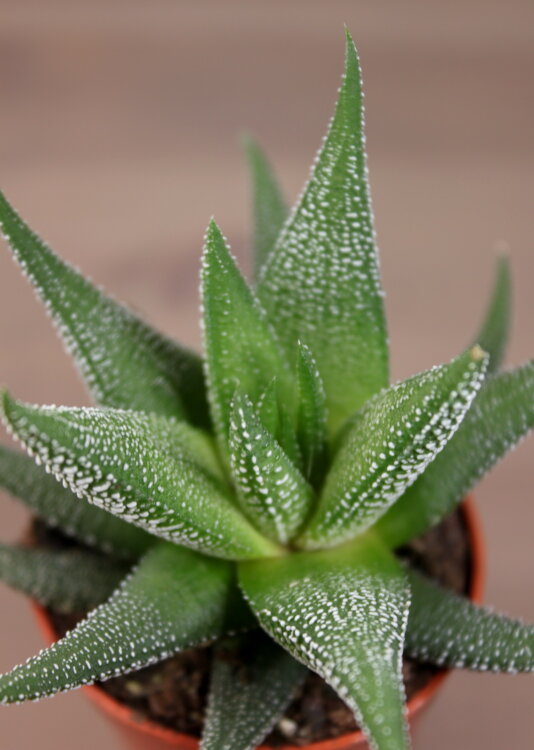 Хавортия Конколор ⌀5 