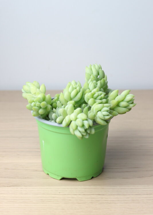 Седум Моргана ⌀8 