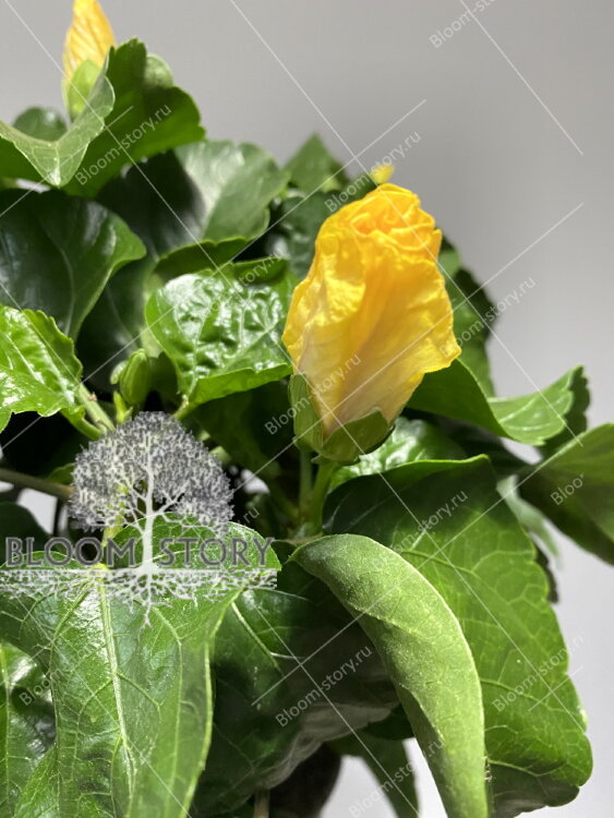 Гибискус Тутти-Фрутти желтый 