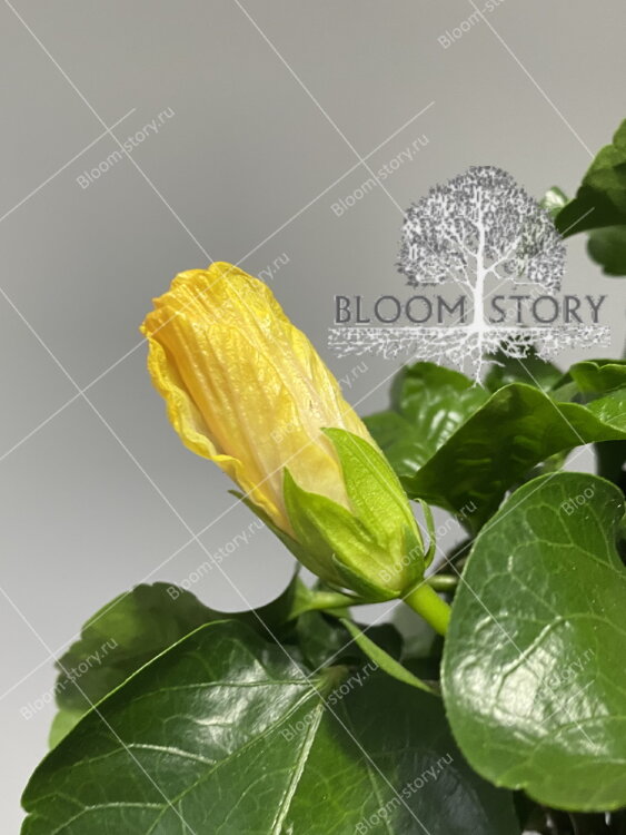 Гибискус Тутти-Фрутти желтый 