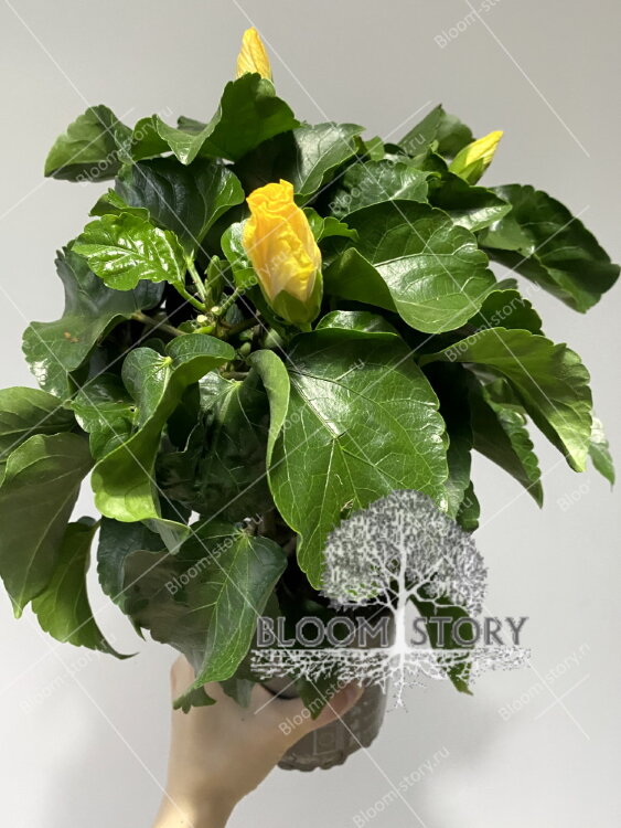 Гибискус Тутти-Фрутти желтый 