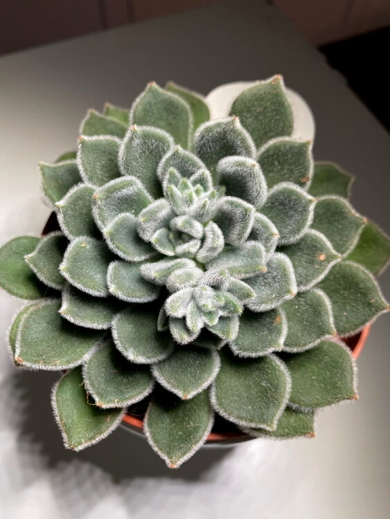 Эхеверия Грин Вельвет ⌀12 