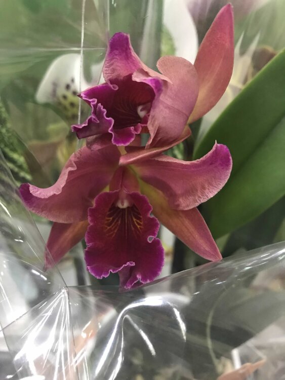 Орхидея Каттлея розовая 