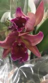Орхидея Каттлея розовая 