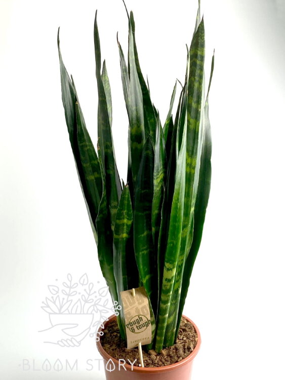 Сансевиерия Блэк Корал ⌀21 80 см 