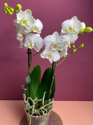 Орхидея Мультифлора белая