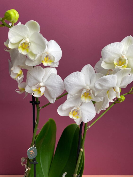 Орхидея Мультифлора белая 
