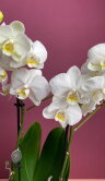 Орхидея Мультифлора белая 