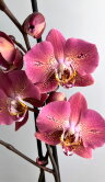 Орхидея Фаленопсис Драгон Харт 2 ст 