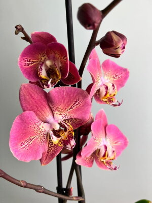 Орхидея Фаленопсис Драгон Харт ⌀12 60 см