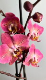 Орхидея Фаленопсис Драгон Харт 2 ст 
