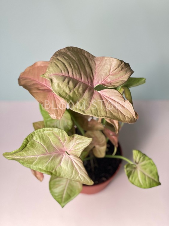 Сингониум Неон ⌀12 25 см 