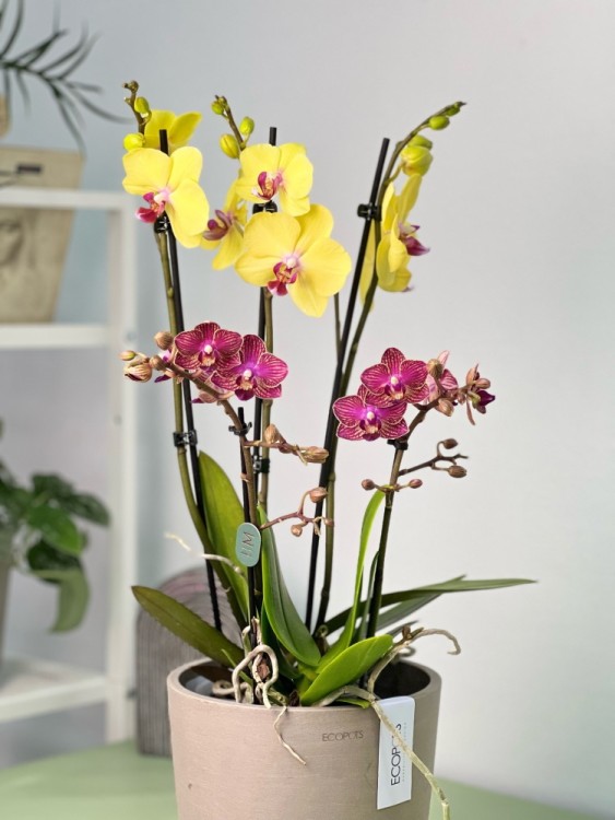 Композиция из орхидей Осло 