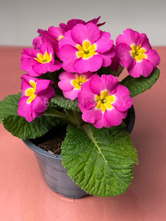 Примула Акаулис ярко-розовая ⌀10 15 см 