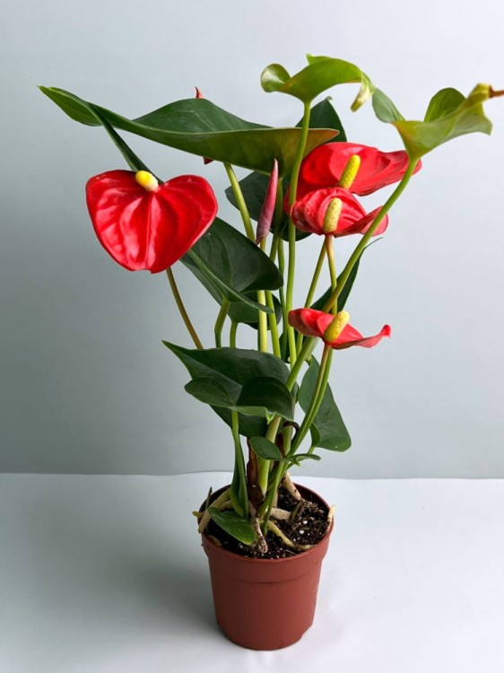 Антуриум красный Солара ⌀9 25 см 