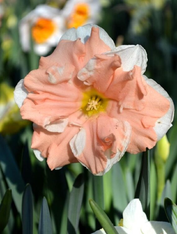 Нарцисс Эприкот 