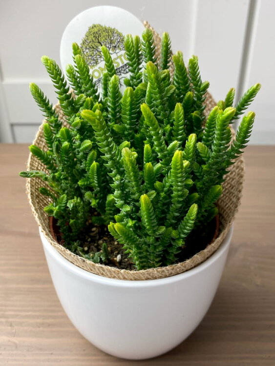 Крассула Плауновидная ⌀8 