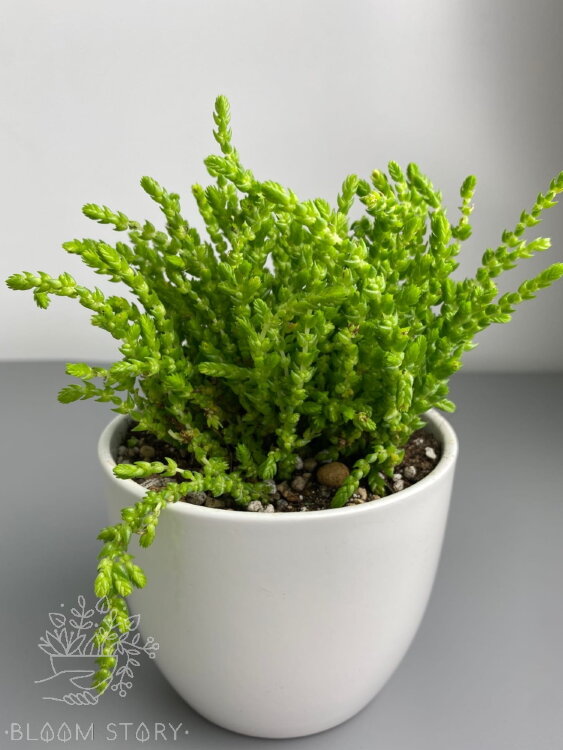 Крассула Плауновидная ⌀8 