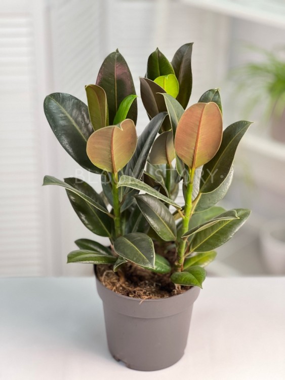 Фикус Мелани 3 ствола ⌀19 55 см 