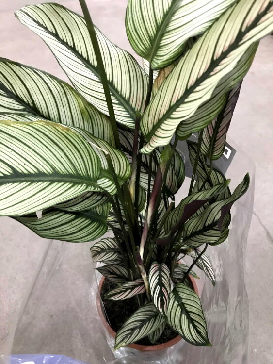 Калатея Вайт Стар ⌀27 90 см  Калатея Вайт Стар ⌀27 90 см