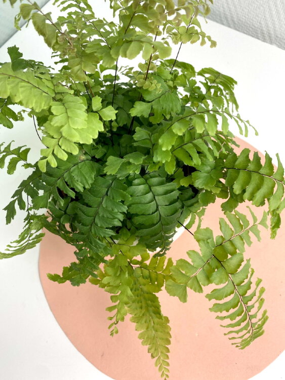 Адиантум Хиспидилум ⌀12 30 см 