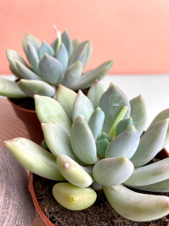 Пахиверия Грей Краун ⌀8 