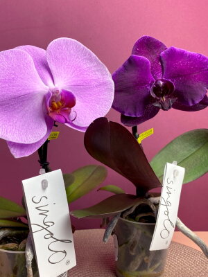Орхидея Фаленопсис Синголо