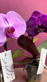 Орхидея Фаленопсис Синголо 