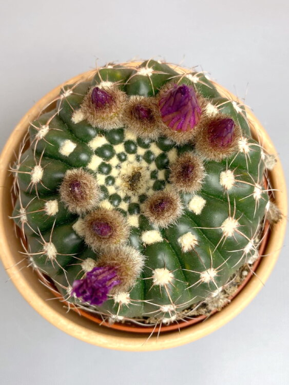 Нотокактус Юбельмана ⌀10 