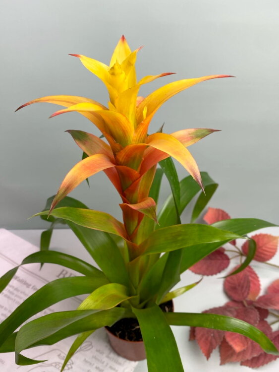 Гузмания Флава ⌀9 25 см 