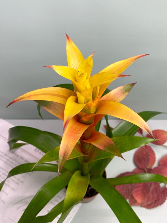 Гузмания Флава ⌀9 25 см 