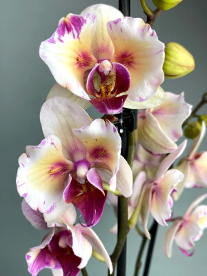 Орхидея Фаленопсис Бабочка