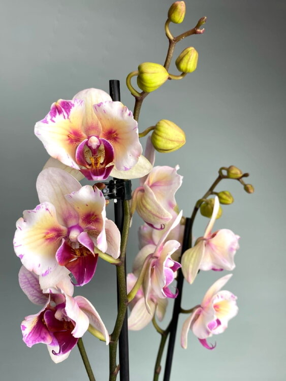 Орхидея Фаленопсис Бабочка 