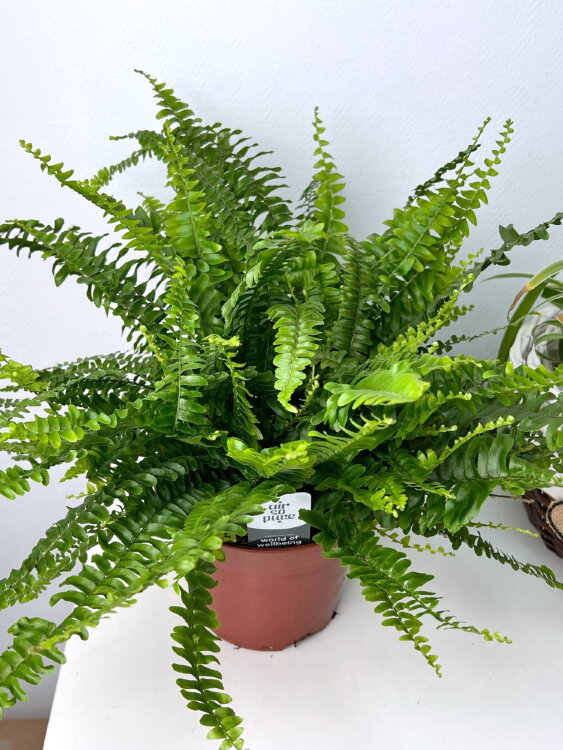 Нефролепис Грин Леди ⌀17 40 см 