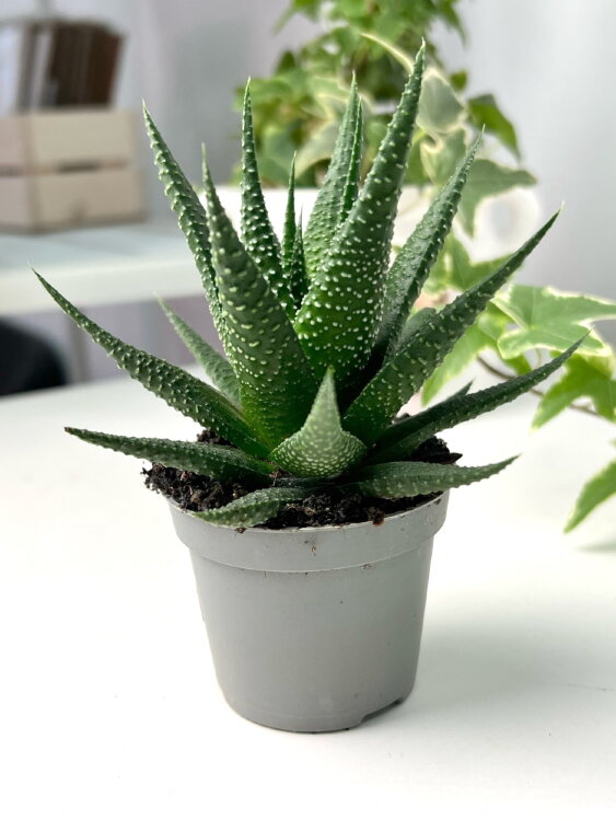 Хавортия Радула ⌀5 