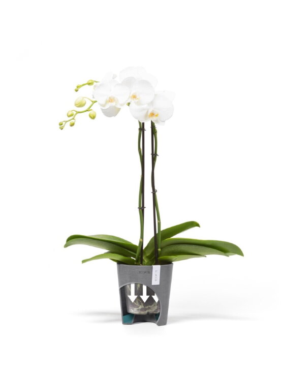 Кашпо Ecopots Morinda серое 