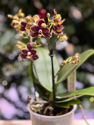 Орхидея Мультифлора Эсми ⌀12 40 см