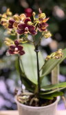 Орхидея Мультифлора Эсми ⌀12 40 см 