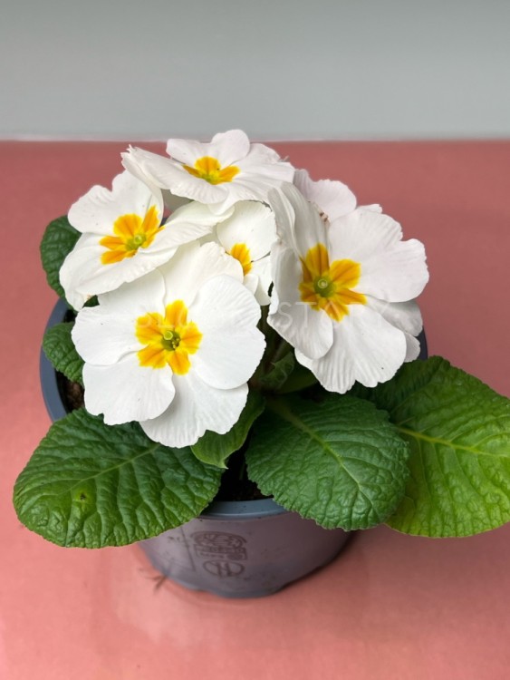 Примула Акаулис белая ⌀10 15 см 