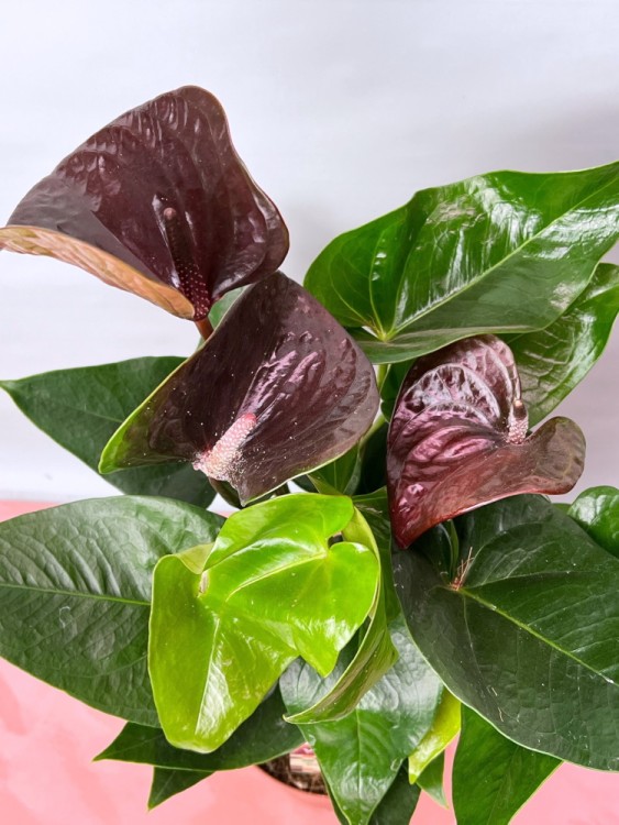 Антуриум Эссенция ⌀12 30 см 