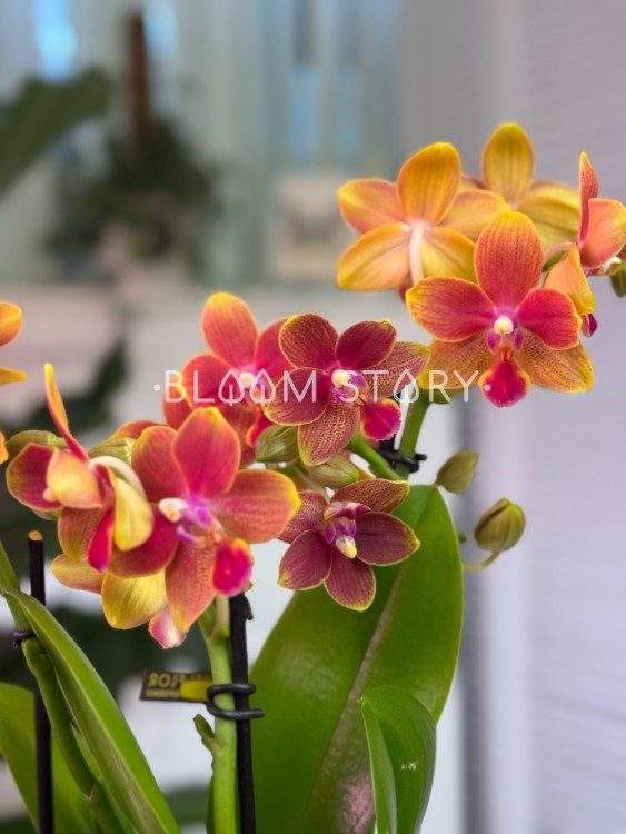 Орхидея Мультифлора Гвен (Арома) ⌀12 35 см 