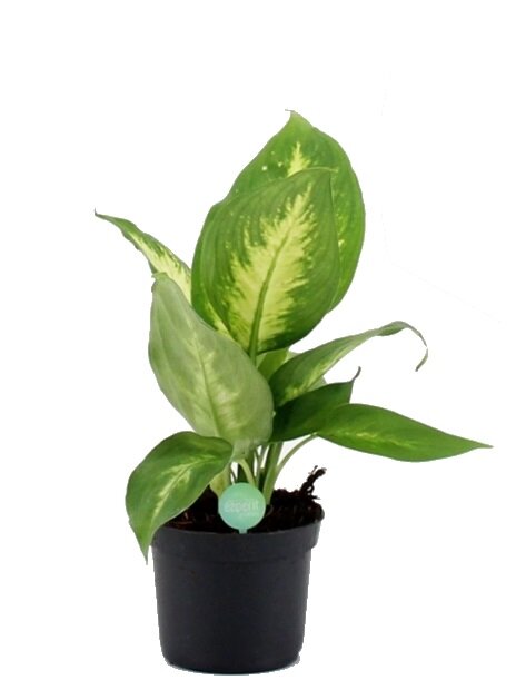 Диффенбахия Камилла ⌀9 20 см 