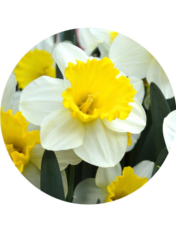 Нарцисс Эттракшн  Нарцисс Эттракшн