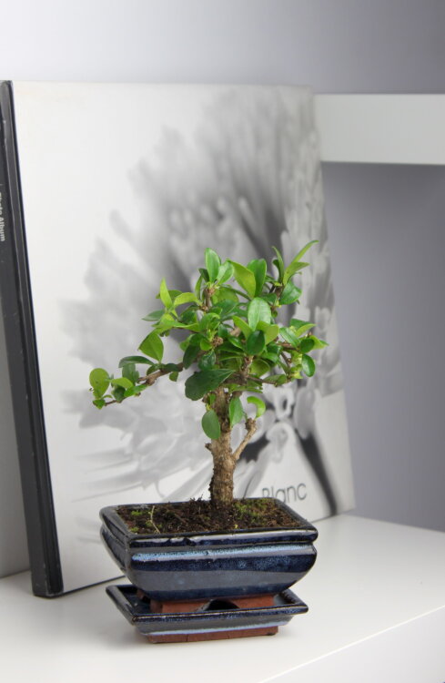 Бонсай Кармона 15 см 